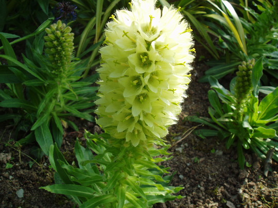 campanula thyrsoides.jpg
