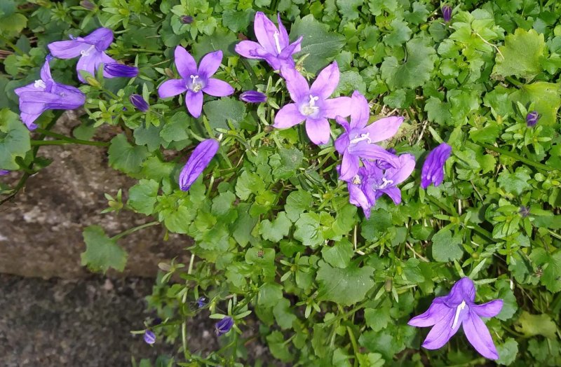 Campanula1Sm.jpg