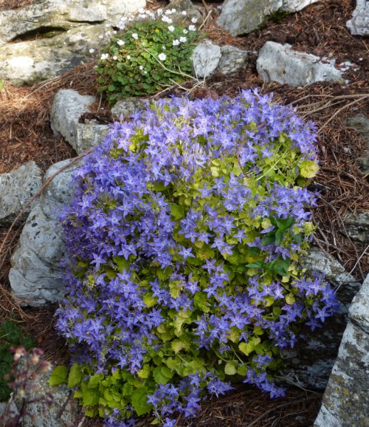 Campanulata garganica Dicksons Gold13.JPG