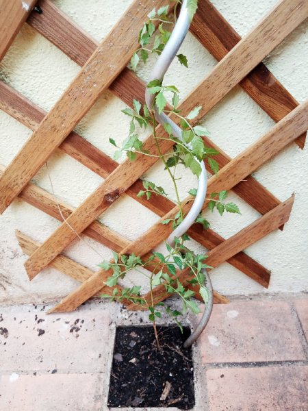 Campsis 21 Jun 22.jpg