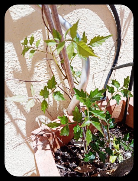 Campsis 28 May 22.jpg