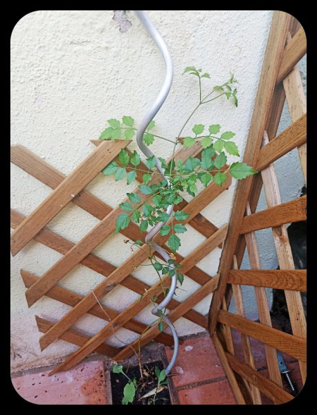 Campsis 31 Jul 22.jpg