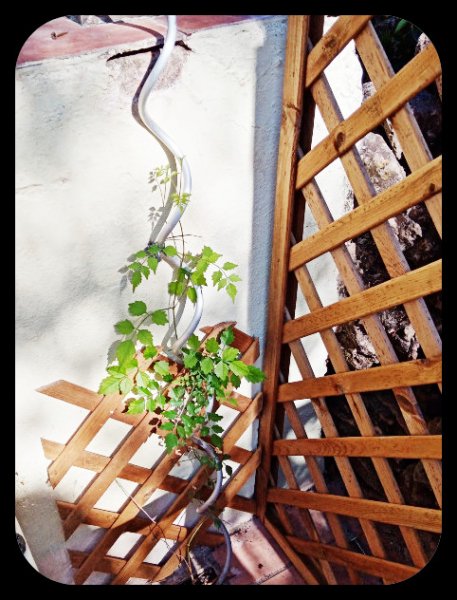 Campsis 5 Aug 22(1).jpg