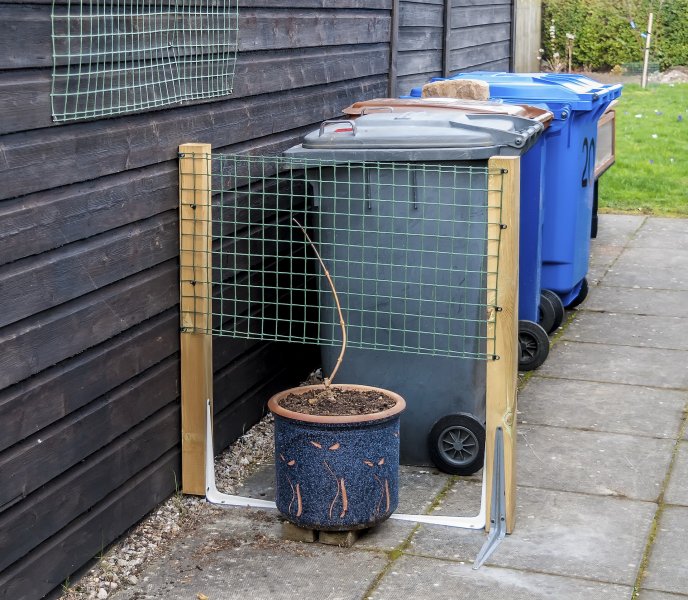 Campsis 'Indian Summer' start of bin screen 23-3-22.jpg