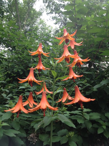 Canada Lilly OPEN.JPG