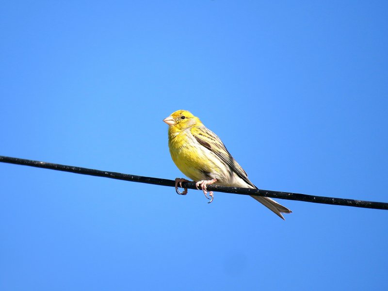 Canary 5.jpg