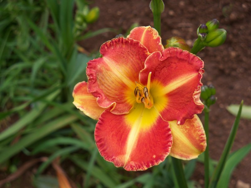 Candy Gram x J.T. Davis.JPG