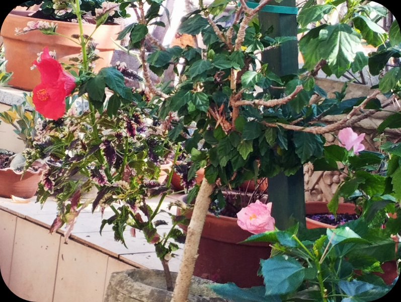 Candy & red std 6 Oct 25.jpg