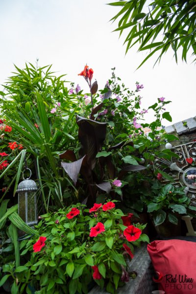 canna (1 of 1) 17.35.14.jpg