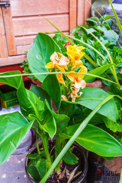 canna 2 (1 of 1).jpg