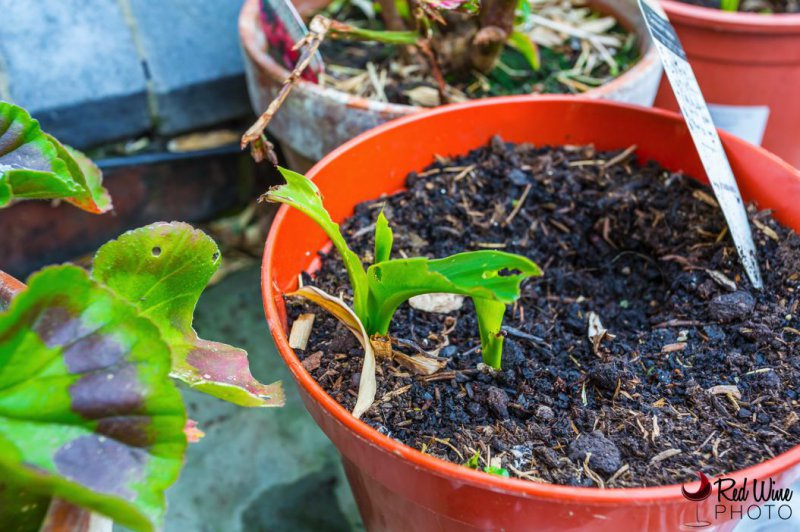 canna 3 (1 of 1).jpg