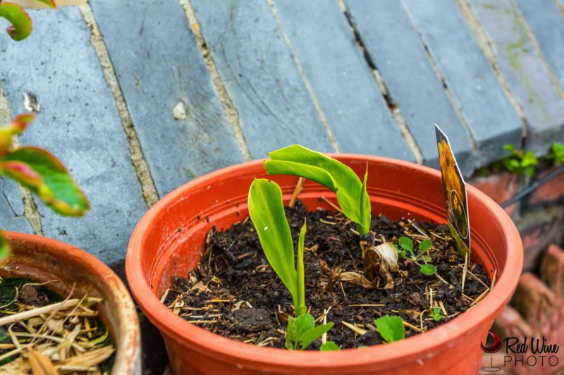 canna 4 (1 of 1).jpg