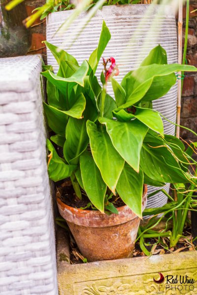 canna 5 (1 of 1).jpg