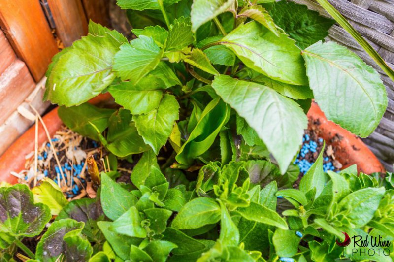 canna 6 (1 of 1).jpg