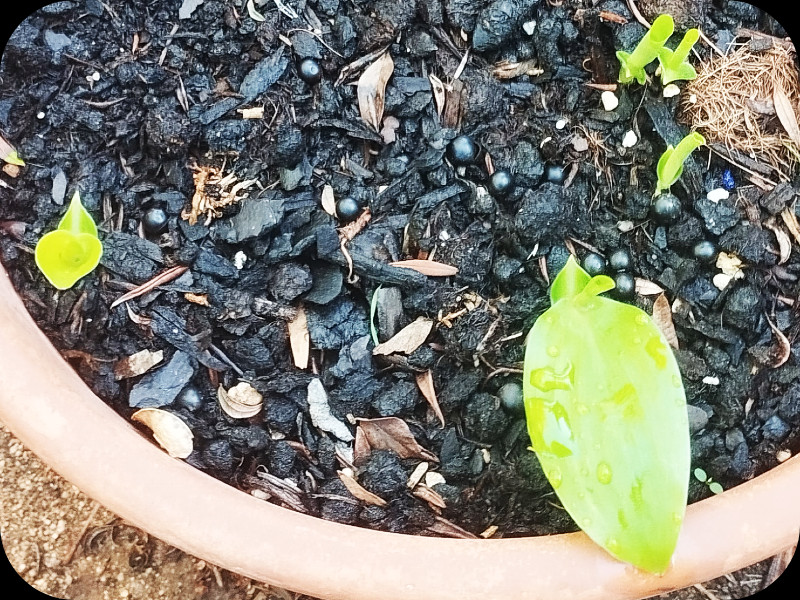 Canna1 17 Oct 25.jpg