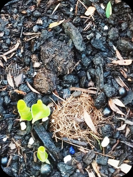 Canna5 17 Oct 25.jpg