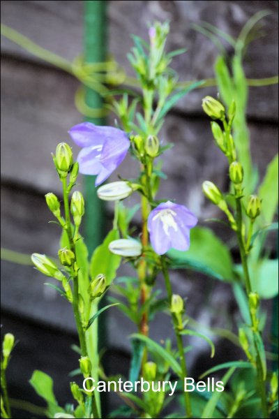 Canterbury Bells.JPG