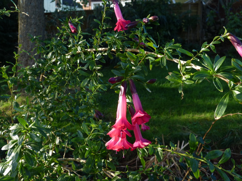 Cantua buxiflora 2017 1.JPG