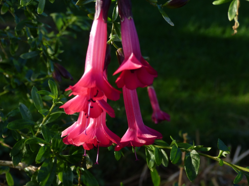 Cantua buxiflora 2017 2.JPG