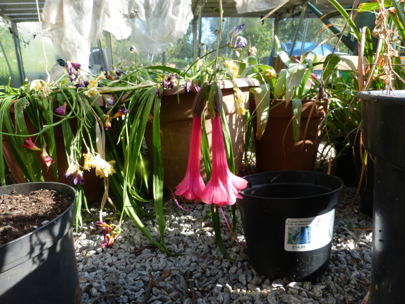 Cantua buxifolia 1.JPG