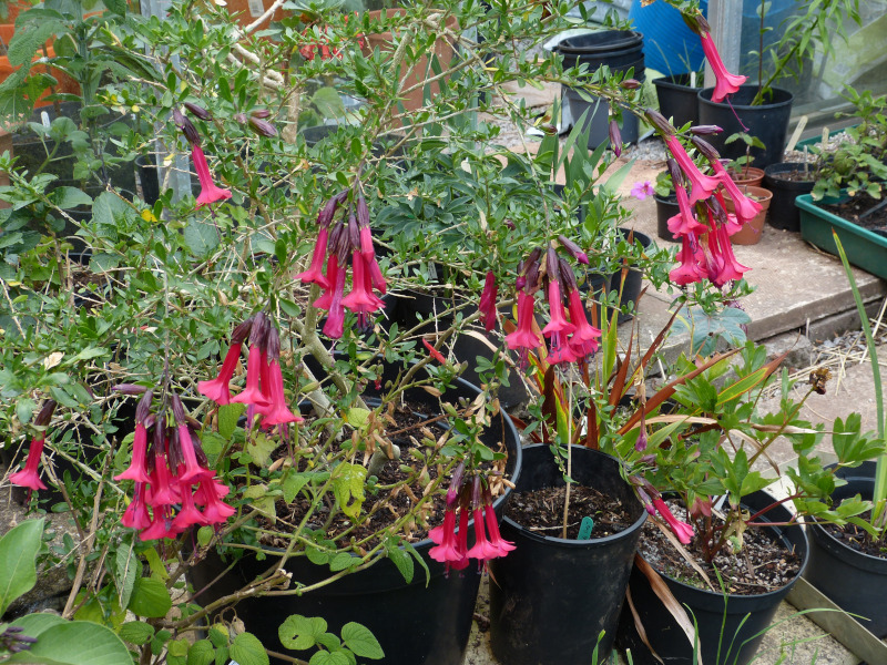 Cantua buxifolia 2.JPG