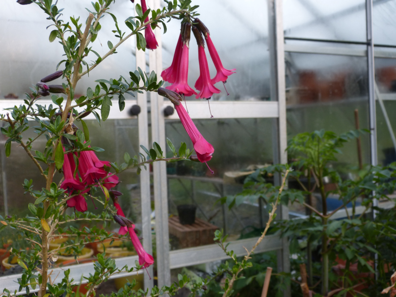 Cantua buxifolia 2.JPG