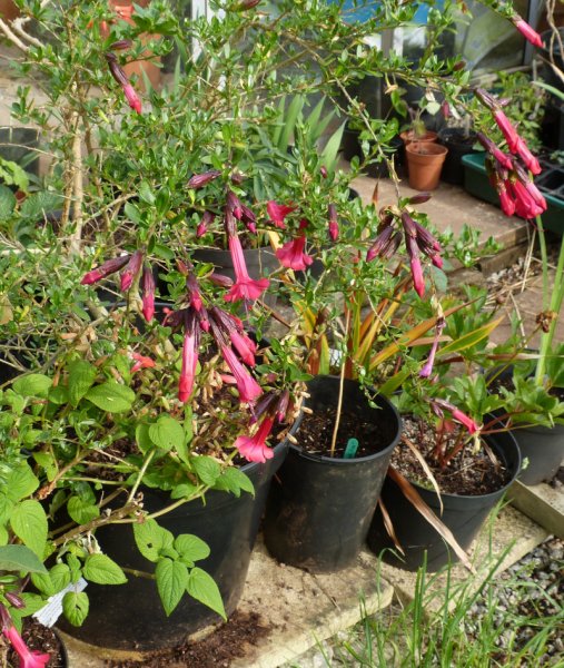 Cantua buxifolia.JPG