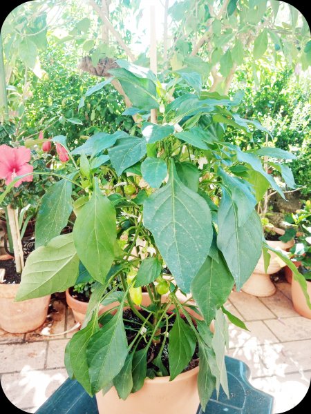 Capsicum 22 Apr 24.jpg