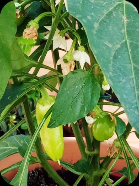 Capsicum close22 Apr 24.jpg