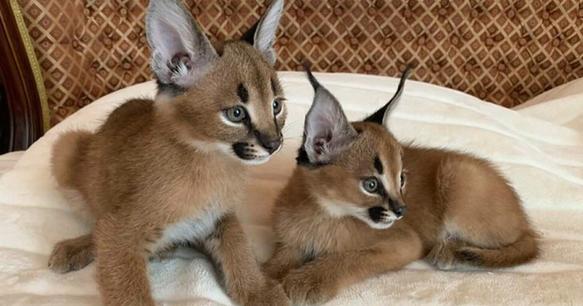 Caracal Kittens.jpeg