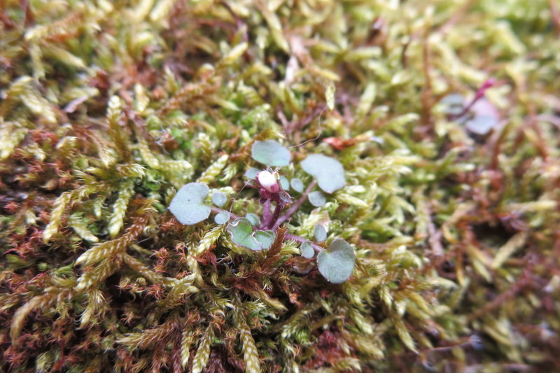 CARDAMINE  HIRSUTA 16-04-2014 10-07-18.JPG