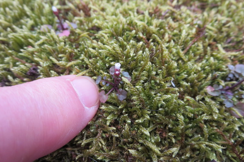 CARDAMINE  HIRSUTA 16-04-2014 10-07-40.JPG