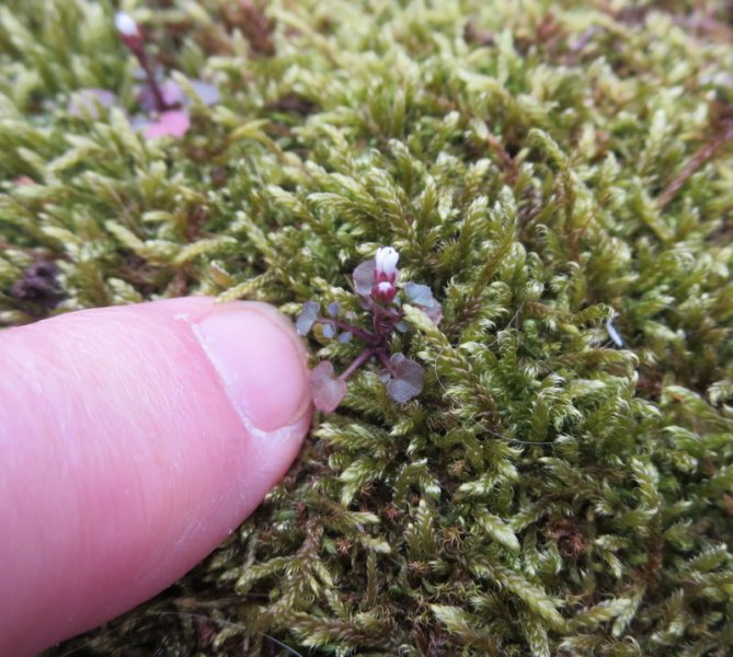 CARDAMINE  HIRSUTA 16-04-2014 10-07-40.JPG