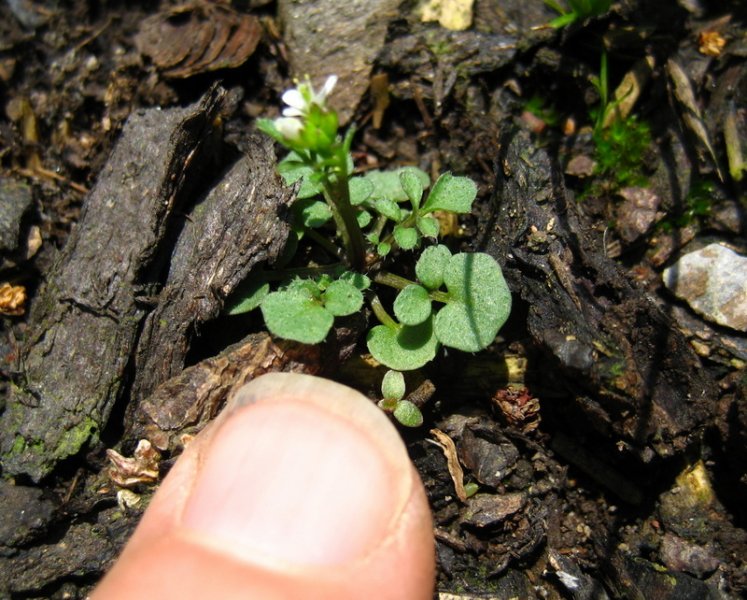 CARDAMINE  HIRSUTA  HAIRY BITTERCRESS 08-May-08 12-37-51 PM.JPG