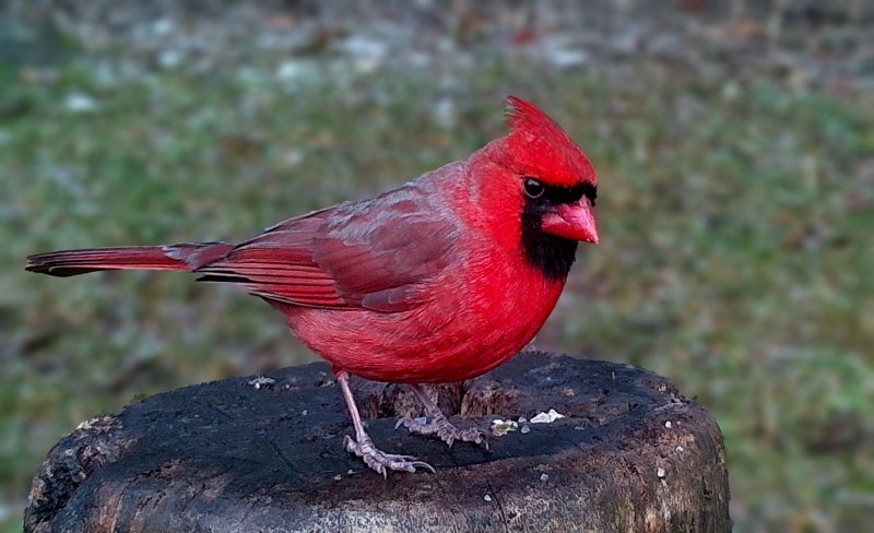 Cardinal DOF.jpg