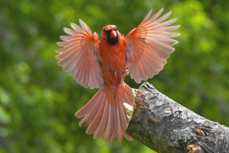 Cardinal in flight GC.jpg