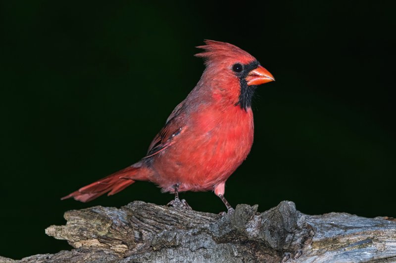 Cardinal.jpg