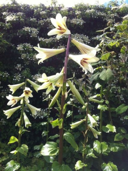Cardiocrinum.jpg