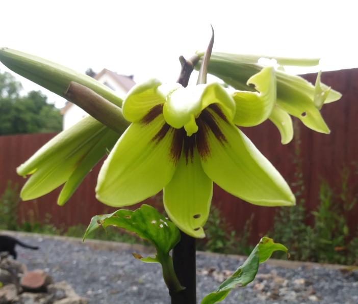 cardiocrinum2Sm.jpg