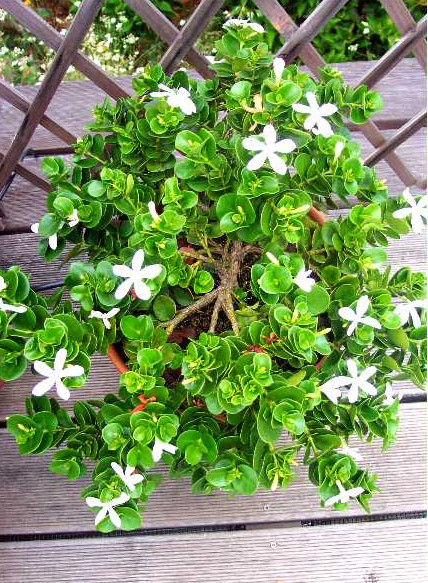 Carissa in June 2.jpg