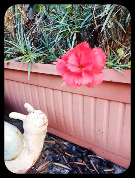 Carnation 25 Jan 22.jpg