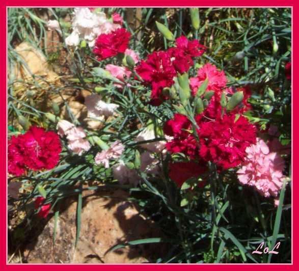 Carnations in May.JPG