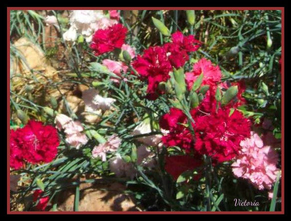 Carnations in May.jpg