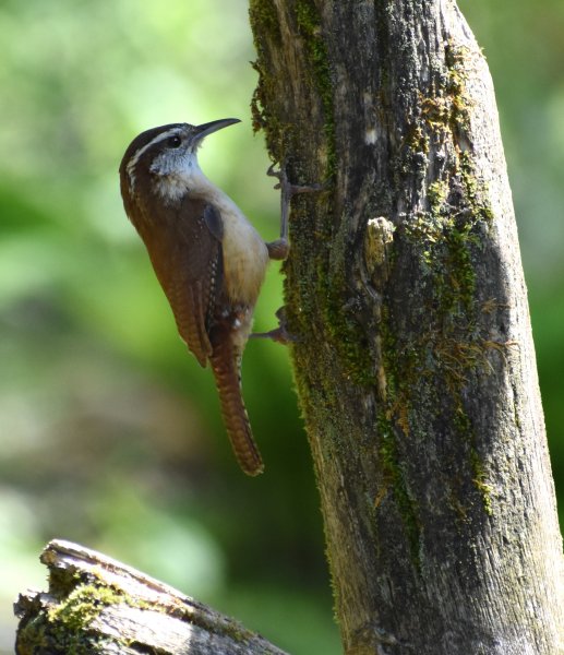 Carolina Wren 72.jpg