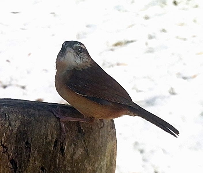 Carolina wren striaght on.jpg