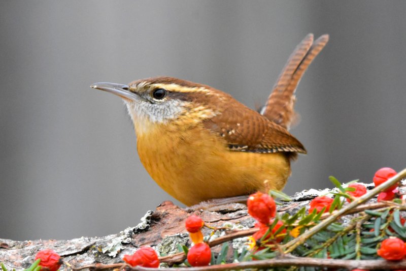 CAROLINA WREN3GC.jpg