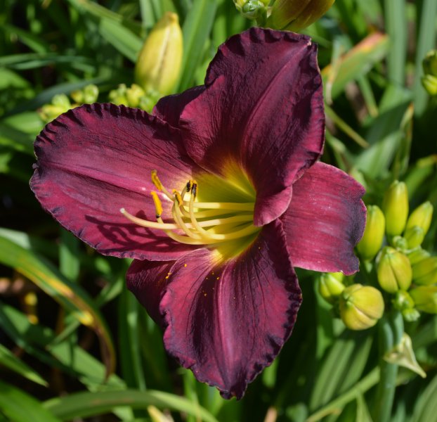 Carribean Amanda Collins.JPG