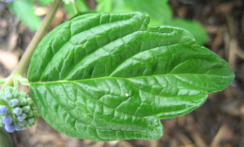 CARYOPTERIS  CLANDONENSIS  KEW  BLUE 08-09-2008 12-14-37.jpg