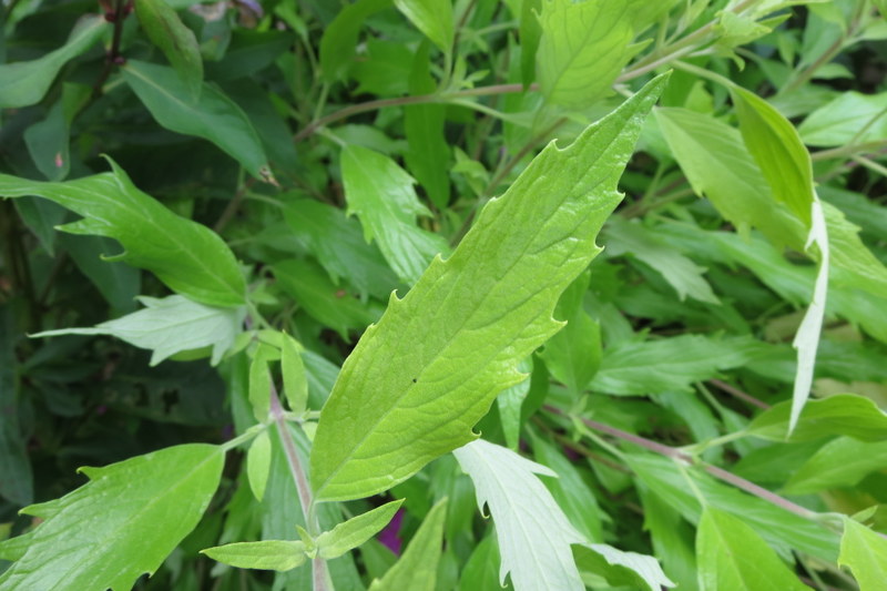 CARYOPTERIS  CLANDONENSIS  WORCESTER  GOLD 04-Aug-16 4-26-44 PM.JPG