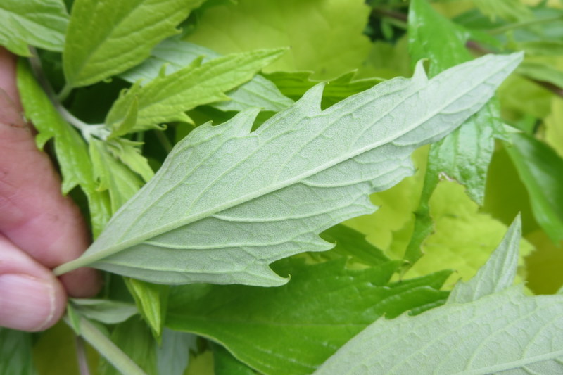 CARYOPTERIS  CLANDONENSIS  WORCESTER  GOLD 04-Aug-16 4-27-03 PM.JPG